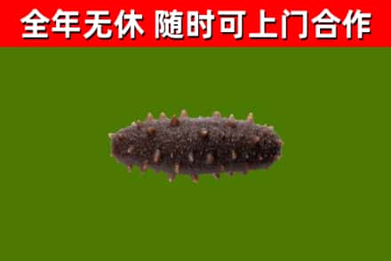 天柱烟酒回收干海参.jpg